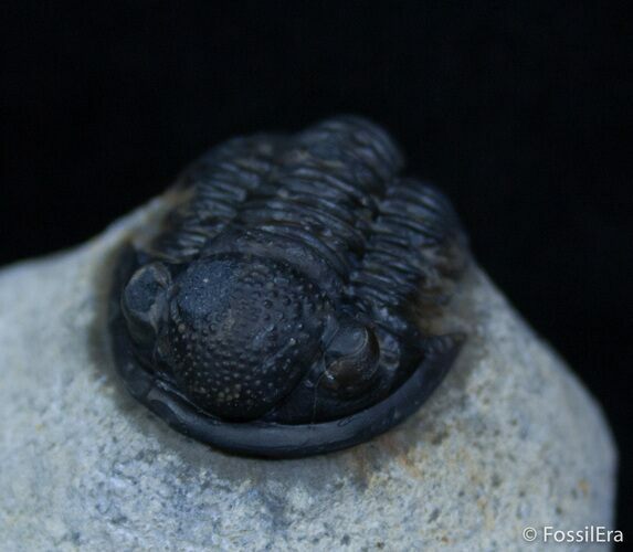 Small Gerastos Trilobite From Morocco #2290